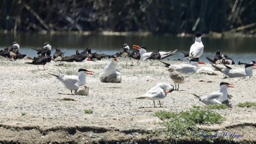 iNaturalist observation photo of Caspian Tern