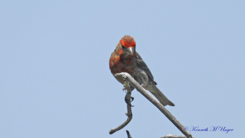 iNaturalist observation photo of House Finch