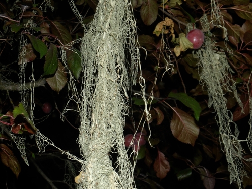 iNaturalist observation photo of lace lichen