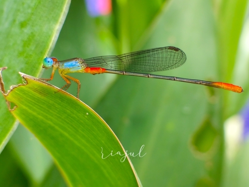 Orange-tailed Marsh Dart