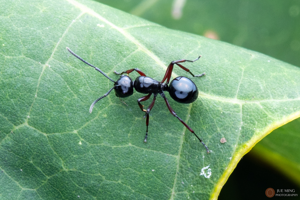 Polyrhachis Ratellata Polyrhachis rastellata from 中国浙江省湖州市安吉县 on June 12, 2025 at 03:42 PM by ...
