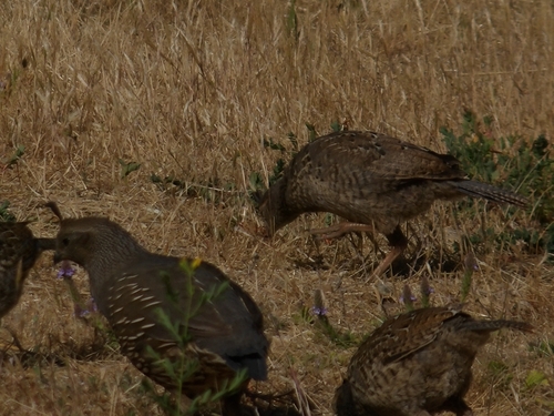 iNaturalist observation photo of California Quail