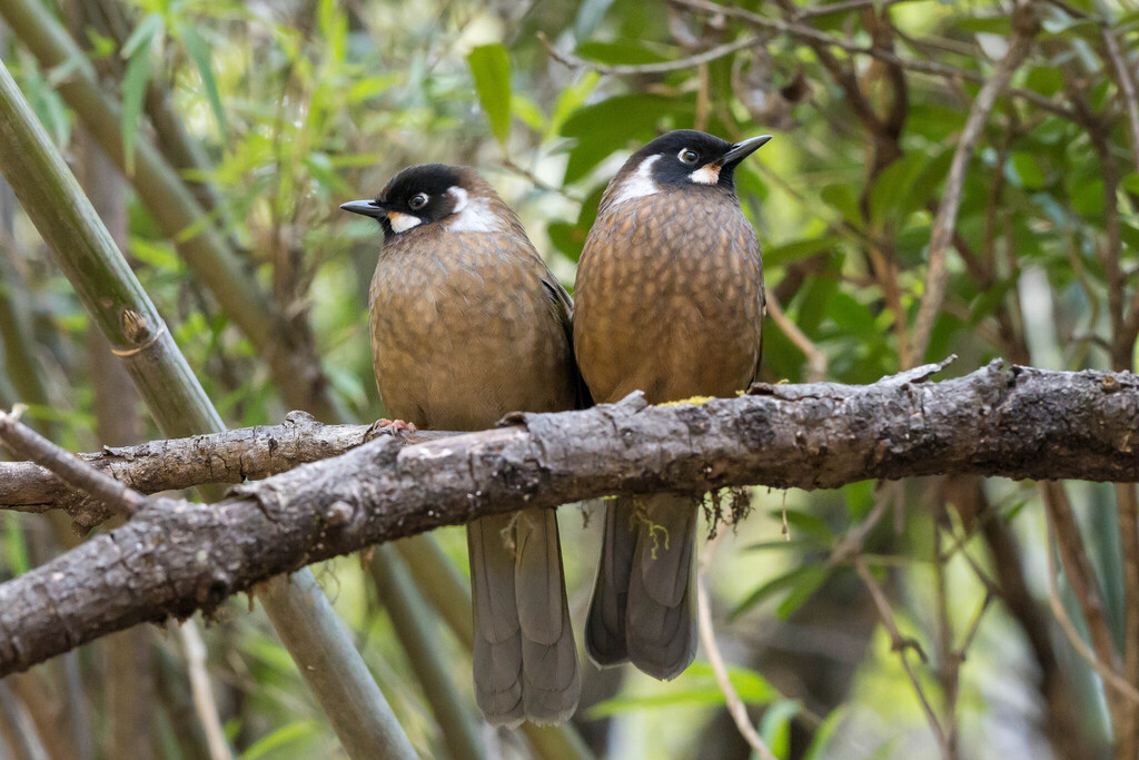 Black-faced Laughingthrush (Trochalopteron affine) photo