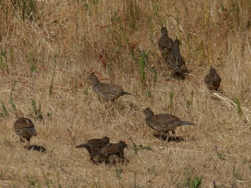 iNaturalist observation photo of California Quail