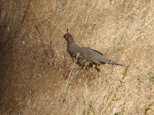 iNaturalist observation photo of California Quail