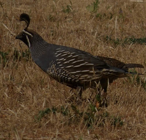 iNaturalist observation photo of California Quail