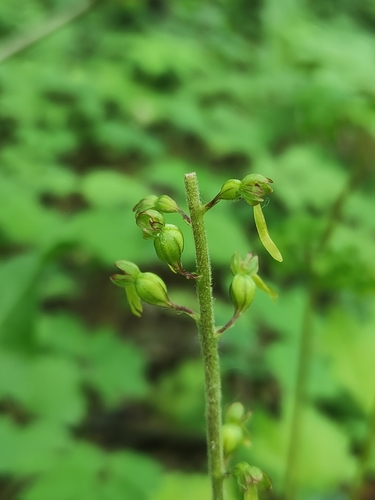 Наблюдение на iNaturalist