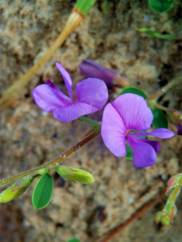 Gray's milkpea (Galactia heterophylla)