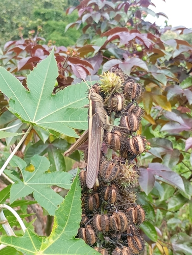 Green tree locust