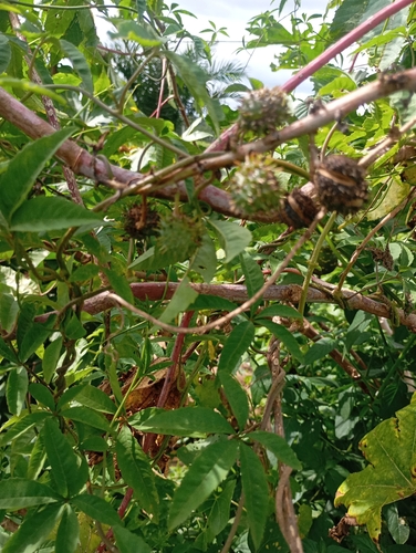 castor bean