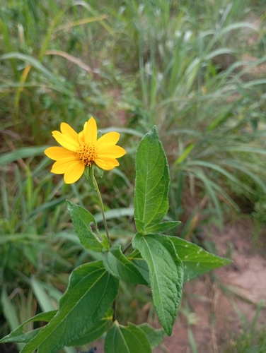 Aspilia mossambicensis