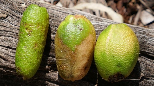 Mount White Lime (Citrus garrawayi) · iNaturalist