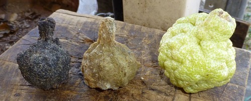 Kakudu lime (Citrus gracilis)