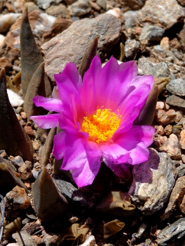 Ariocarpus retusus