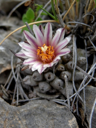 Turbinicarpus boedekerianus