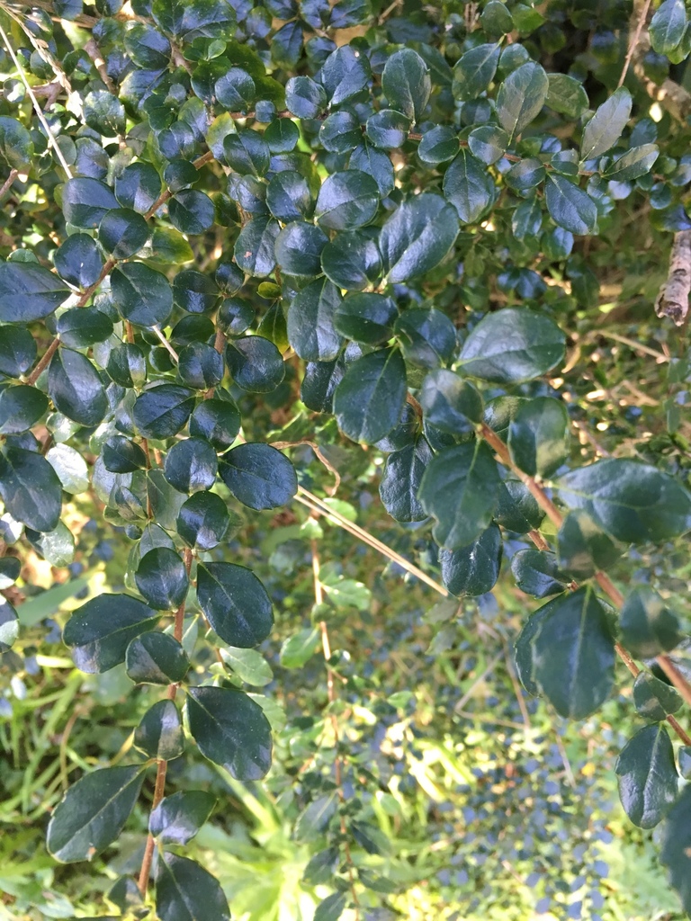 Vanilla tree from Moores Valley Road, Wainuiomata, Wellington, NZ on