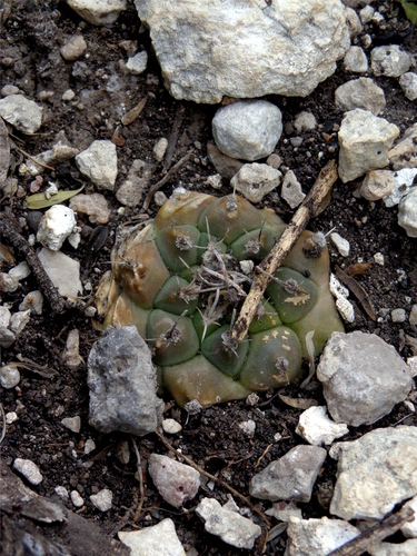 Turbinicarpus schmiedickeanus ssp. bonatzii