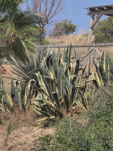 Avistamiento Pita (Agave americana)