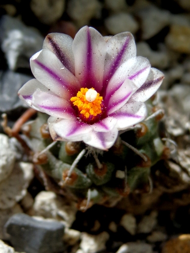 Turbinicarpus schmiedickeanus
