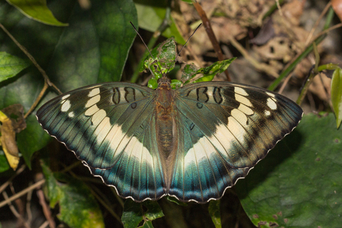 Euthalia formosana · iNaturalist