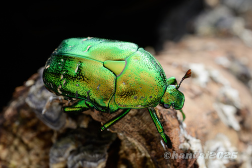 Oriental Flower Beetle