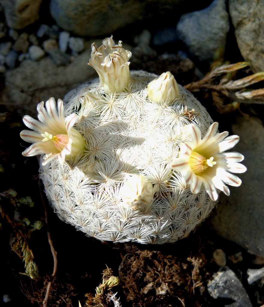 Subspecies Mammillaria lasiacantha egregia  iNaturalist