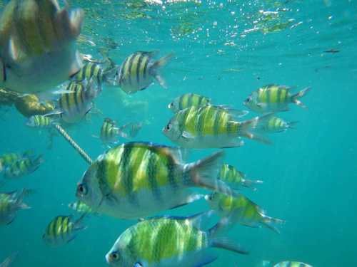 Indo-Pacific Sergeant Major — seen at this dive site