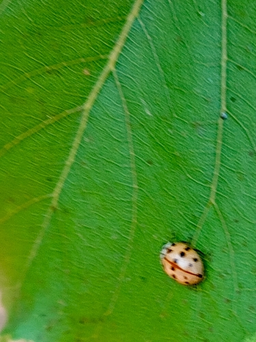 Adalia bipunctata revelierei