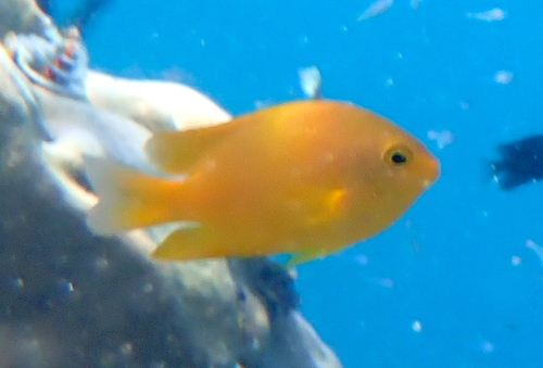 Pomacentrus moluccensis