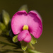 Handsome Wedge Pea - Photo (c) williamdomenge9, all rights reserved, uploaded by williamdomenge9