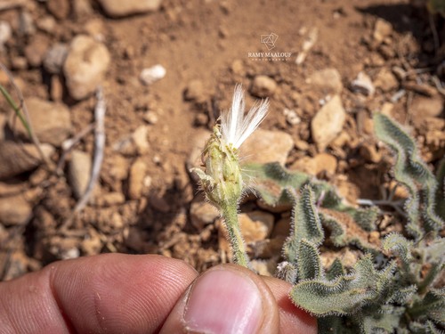 Leontodon asperrimus