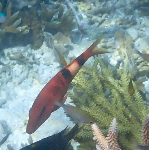 Parupeneus multifasciatus