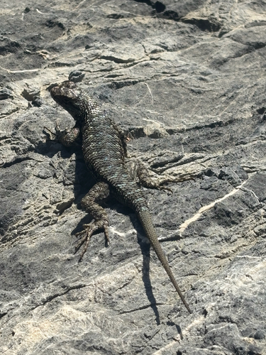 iNaturalist observation photo of Western Fence Lizard