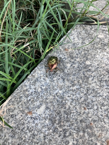 Oriental Flower Beetle