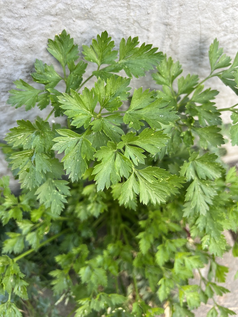 Petroselinum crispum