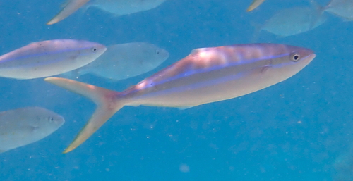 Elagatis bipinnulata