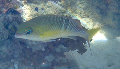 Scolopsis margaritifera