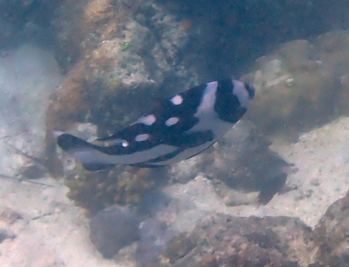 Macolor niger
