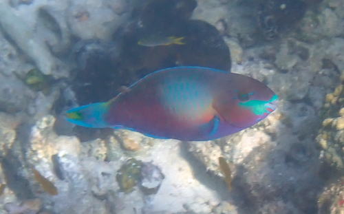 Scarus quoyi