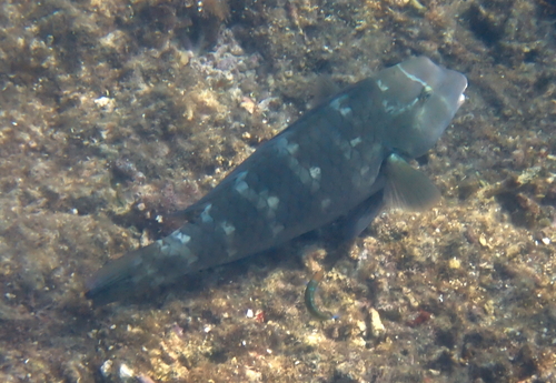 Bolbometopon muricatum