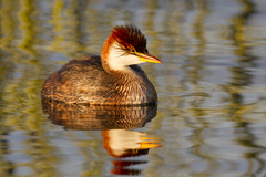 Titicaca Grebe