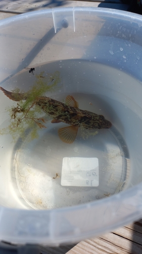 Symphodus melops