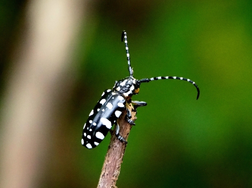 Trenetica lacrymans