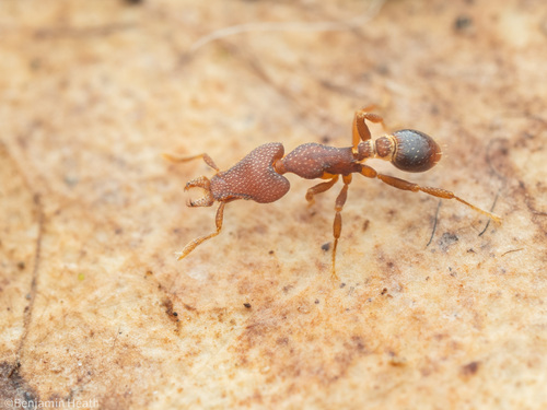 Strumigenys tantillaStrumigenys tantilla
