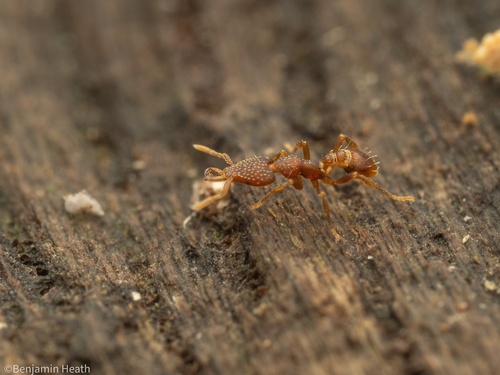 Strumigenys sublaminataStrumigenys sublaminata