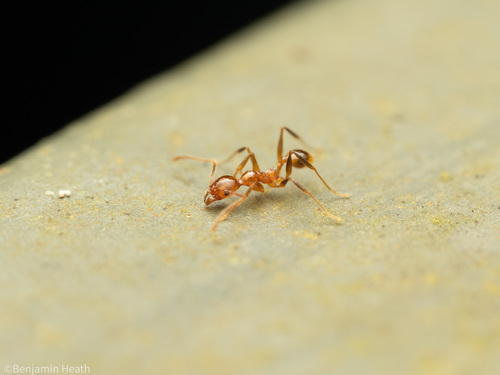 Pheidole plinii