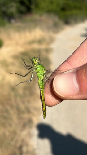 iNaturalist observation photo of Western Pondhawk