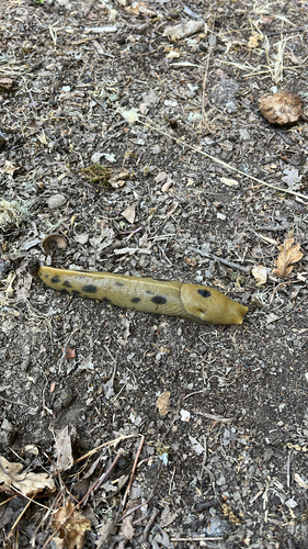 iNaturalist observation photo of Button's Banana Slug