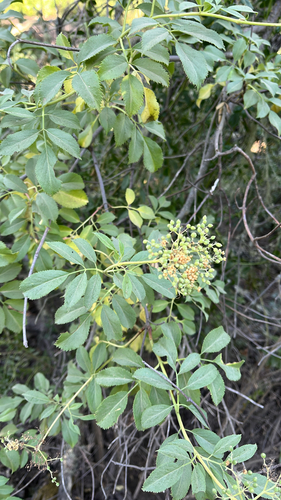 iNaturalist observation photo of blue elder
