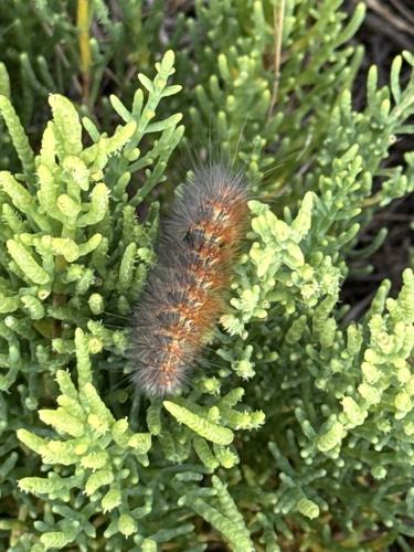 iNaturalist observation photo of Salt Marsh Moth